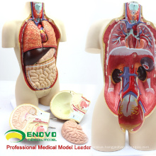 TUNK ANATOMY 12014 Torso 16 Parts 45cm Middle Size Dual-Sex Anatomical Body Organs Human Torso Model